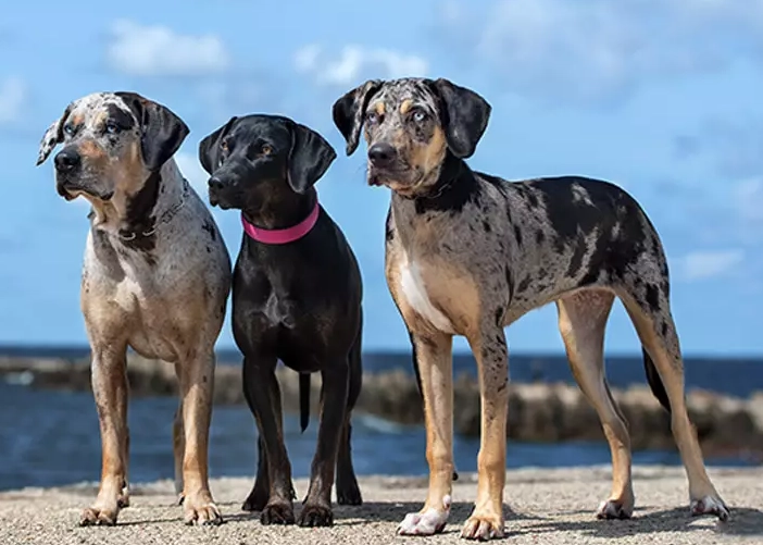 Leopard Hound with kids