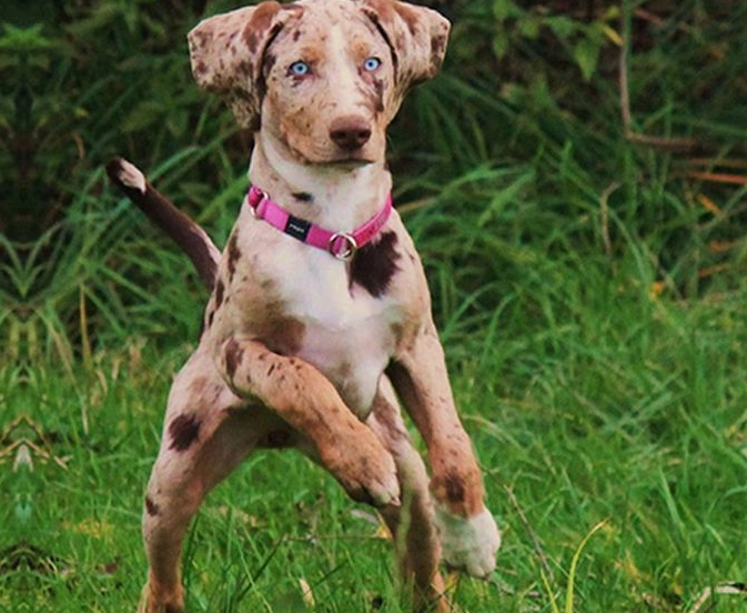American Leopard Hound family dog