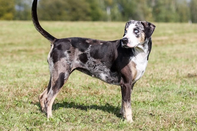 Leopard Hound with kids