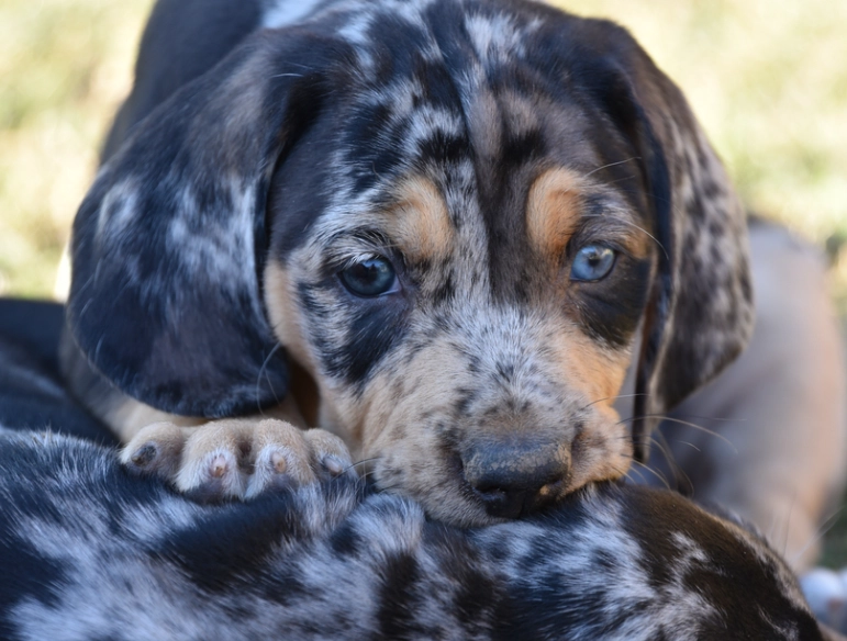 Are American Leopard Hounds good family dogs?