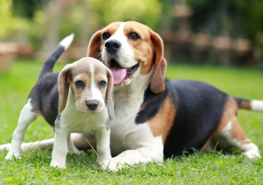 beagle as a family dog beagle as a family dog