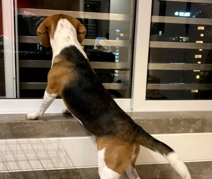 beagle house training beagle house training