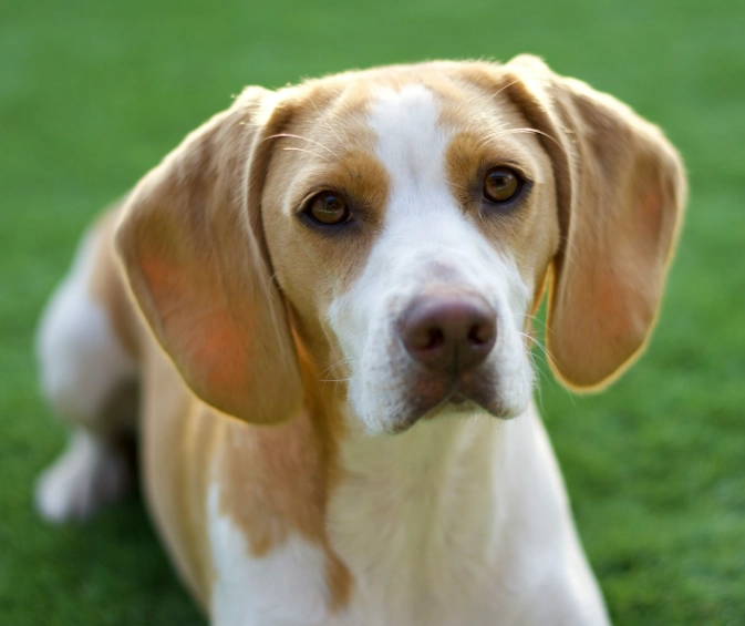 beagle temperament beagle temperament