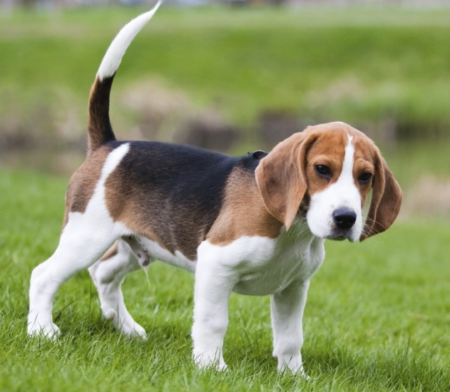 beagle as a family dog beagle as a family dog