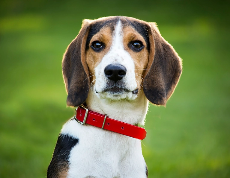 beagle personality beagle personality