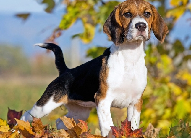 are beagles intelligent