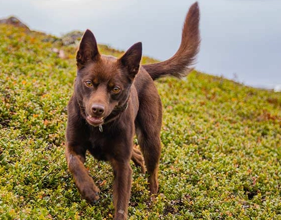Australian Kelpie USA