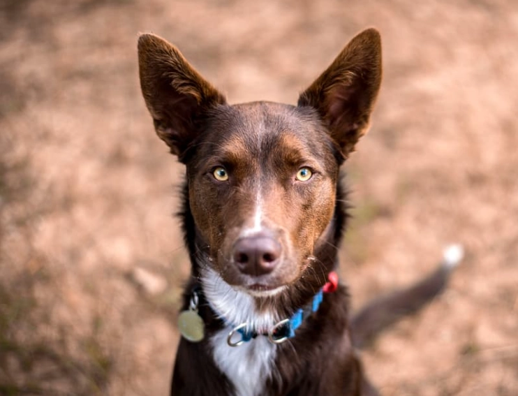 Australian Kelpie exercise needs