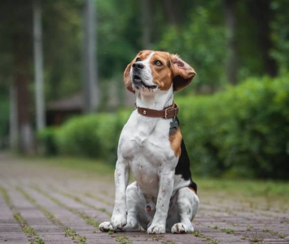 Is a Beagle intelligent?