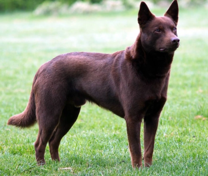 working dog weight management