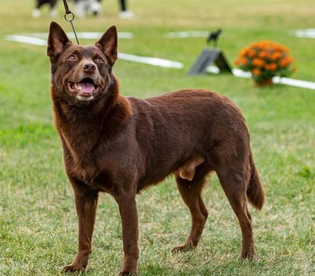 Are Australian Kelpies good pets?