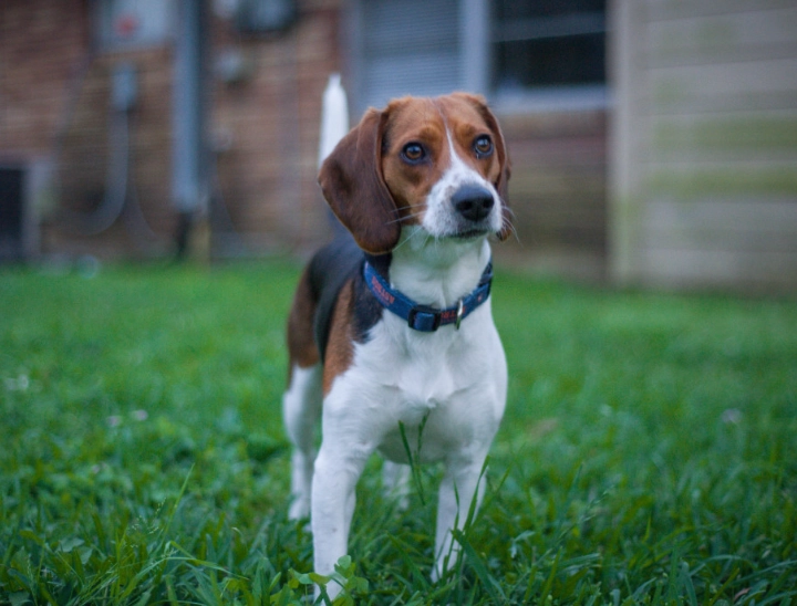 beagle house training beagle house training