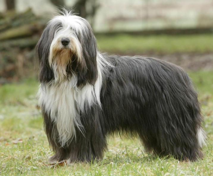 bearded collie temperament