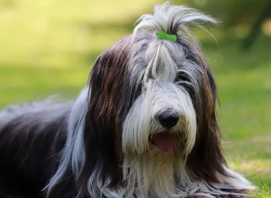 bearded collie health issues