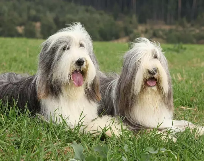 bearded collie grey color genetics