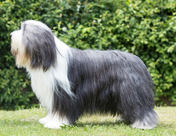 Bearded Collie colors