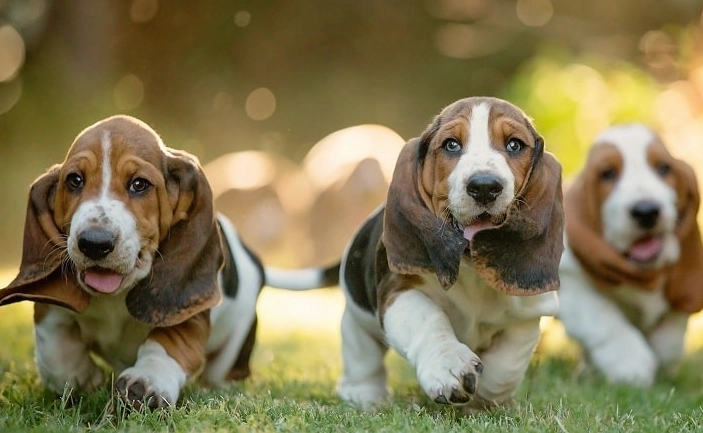 Basset Hound puppy training