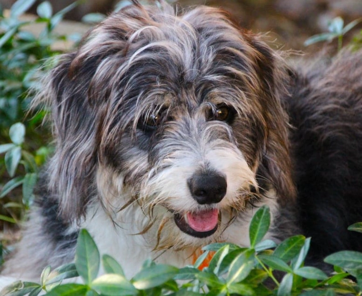 bearded collie mix temperament