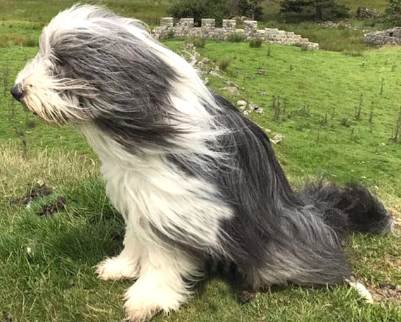 Bearded Collie coat patterns