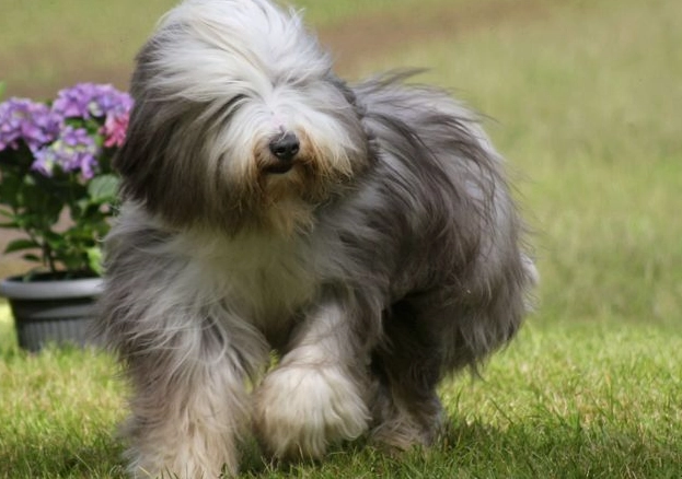 grey bearded collie grooming