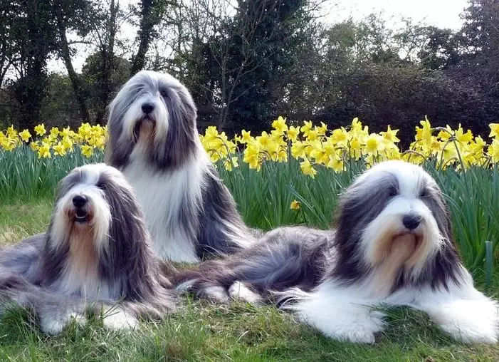 bearded collie good pet