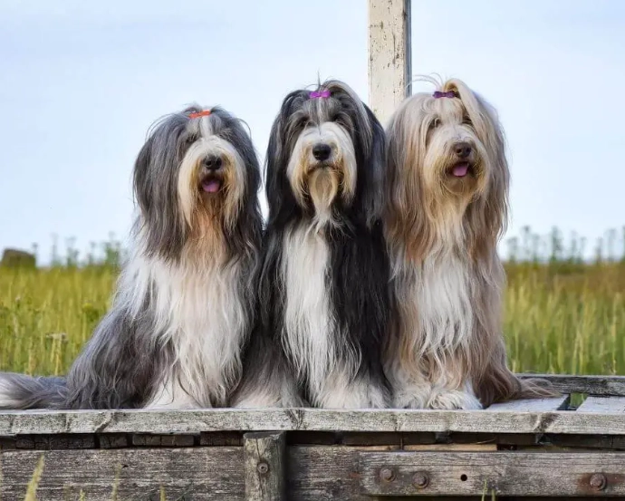 bearded collie shedding