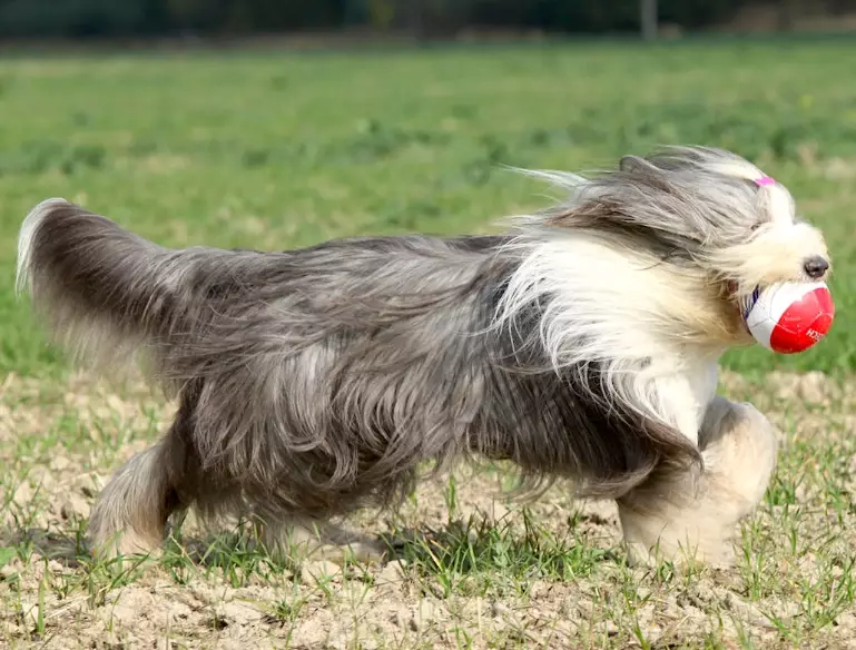 short haired bearded collie grooming