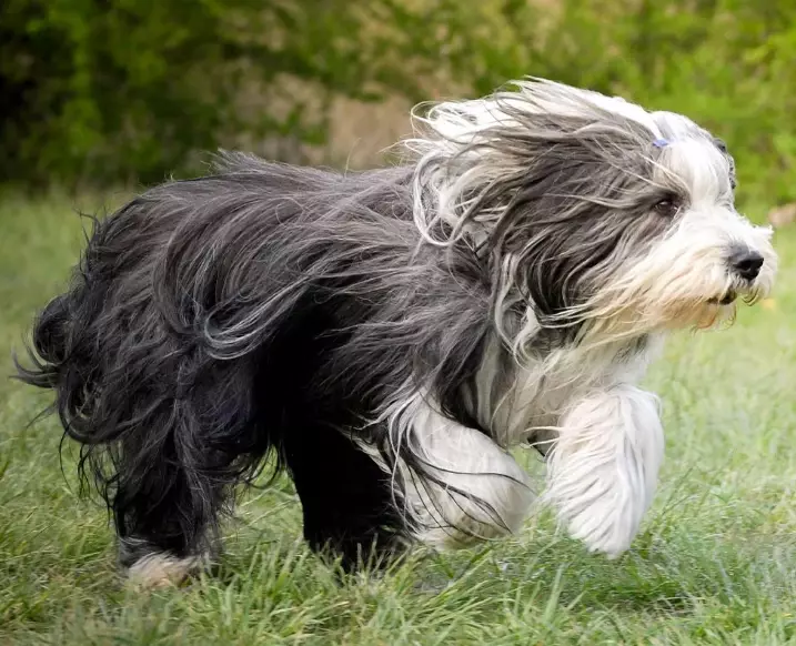Bearded Collie grooming