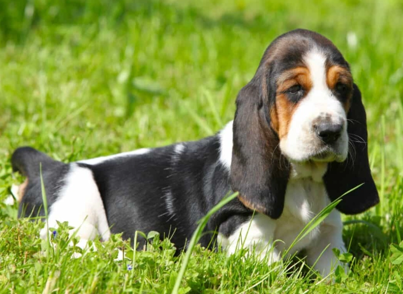 Basset Hound puppy care