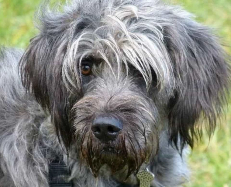 bearded collie cross