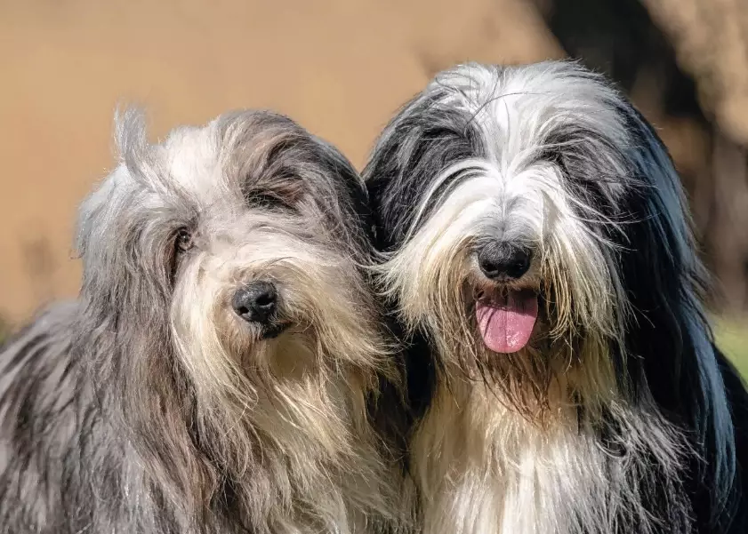 Bearded Collie grey