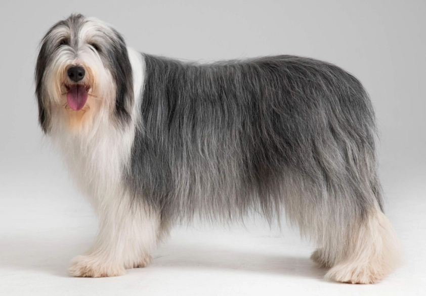 Bearded Collie short hair
