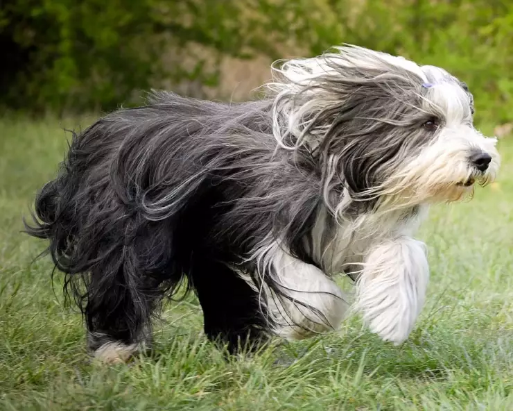 bearded collie shedding