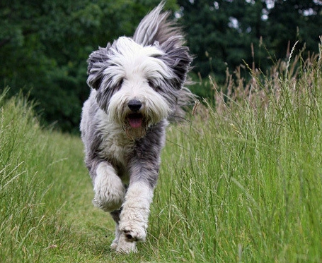 bearded collie mix puppies