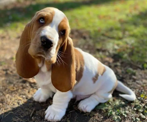 Basset Hound puppy care