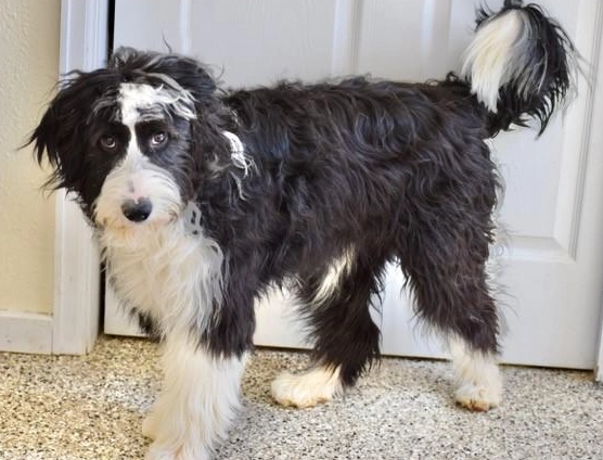 bearded collie cross