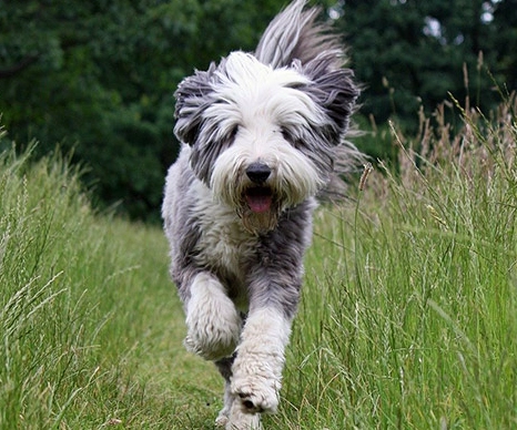 bearded collie health issues