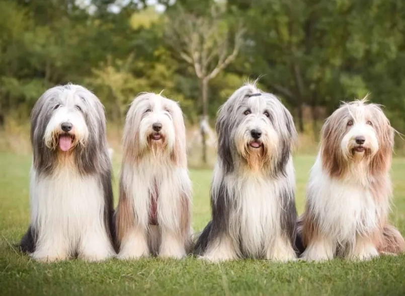 bearded collie grey color genetics
