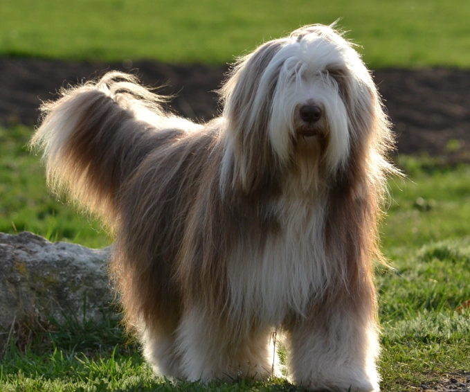 Bearded Collie grooming