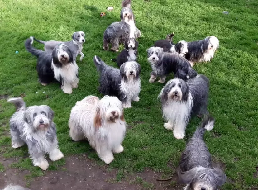 bearded collie good pet