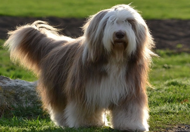 bearded collie temperament