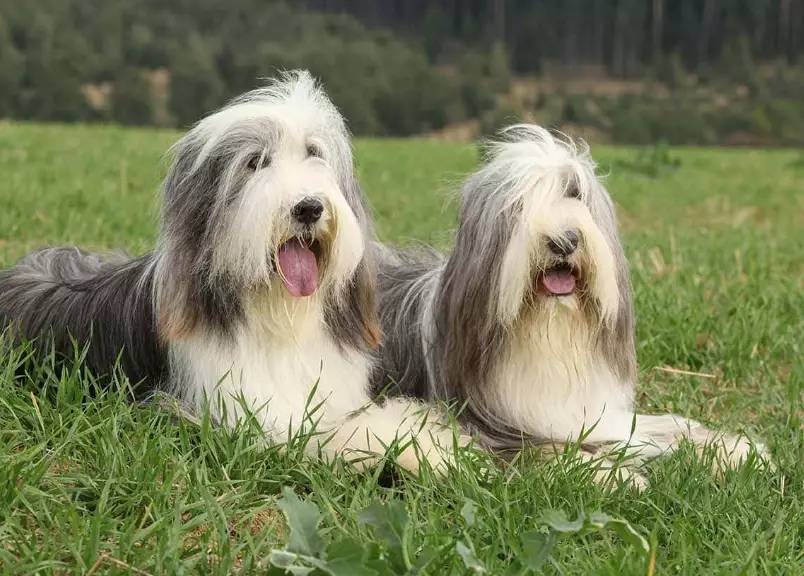 bearded collie grooming