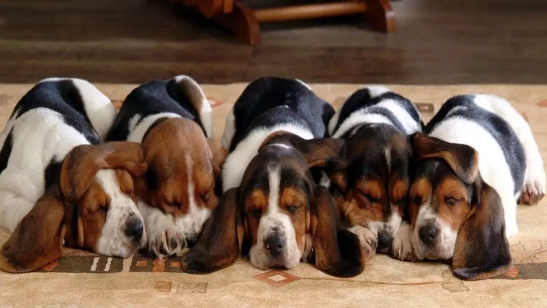 Basset Hound puppy training