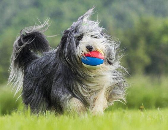 short haired bearded collie grooming