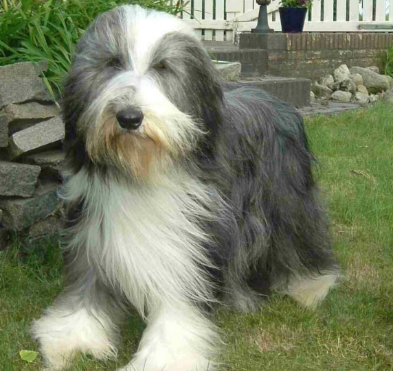 Bearded Collie coat patterns
