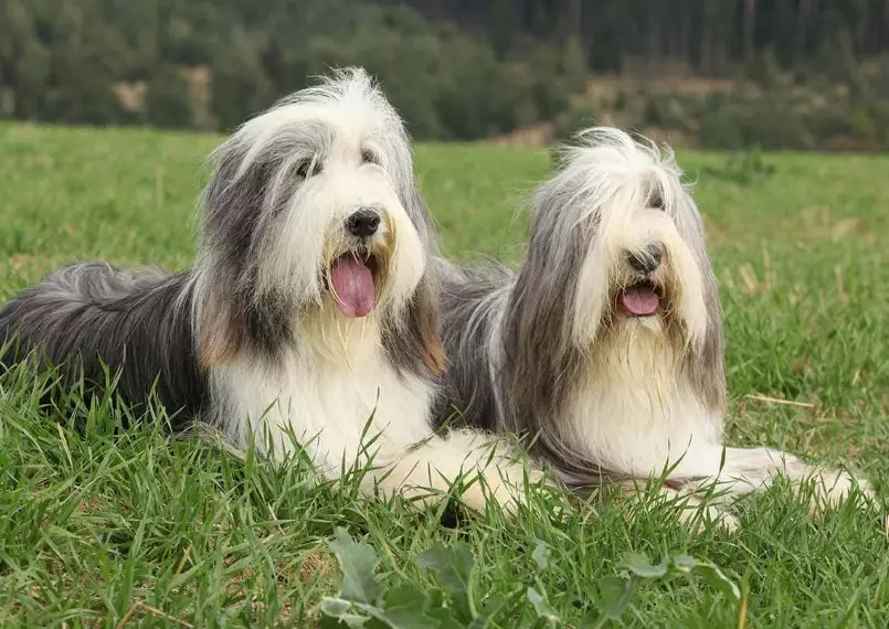 Bearded Collie grooming