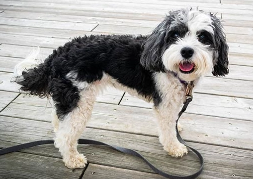 bearded collie mix puppies