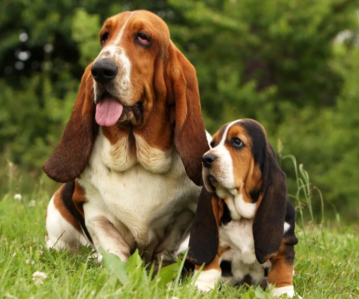 Basset Hound puppies for sale