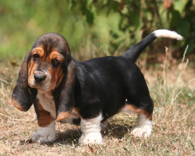 Basset Hound puppies