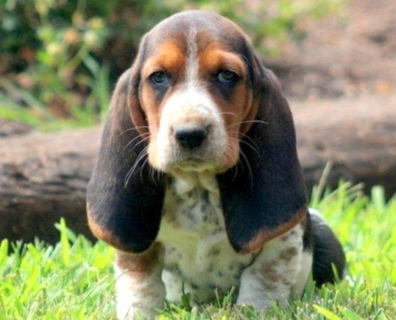 Basset Hound puppies for sale